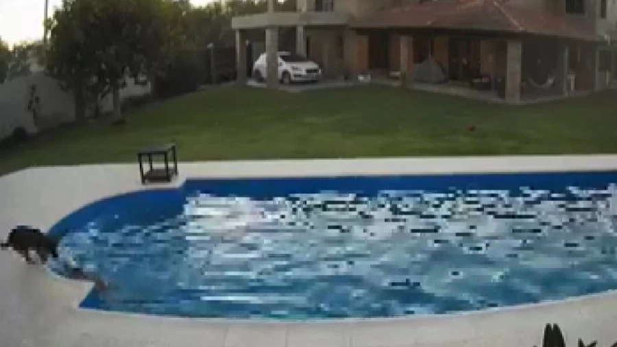 Gözleri görmeyen köpeği düştüğü havuzdan başka bir köpek kurtardı