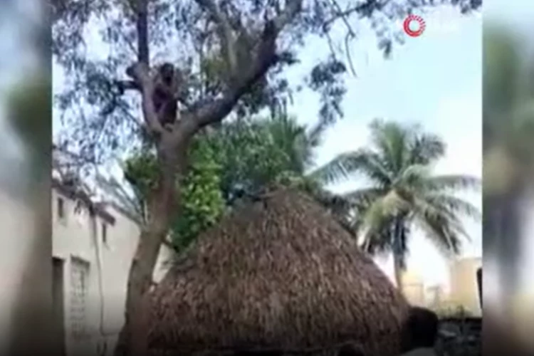 Koronavirüs aşısından kaçıp ağaca tırmandı