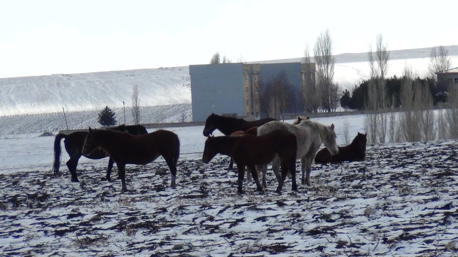 Kars’ta yılkı atları soğukla mücadele ediyor   