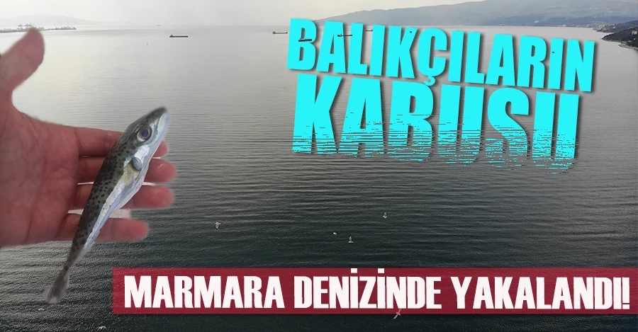 Balıkçıların kabusu balon balığı Marmara denizinde yakalandı   