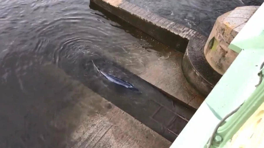 Londra’da nehrine giren balina için kurtarma operasyonu