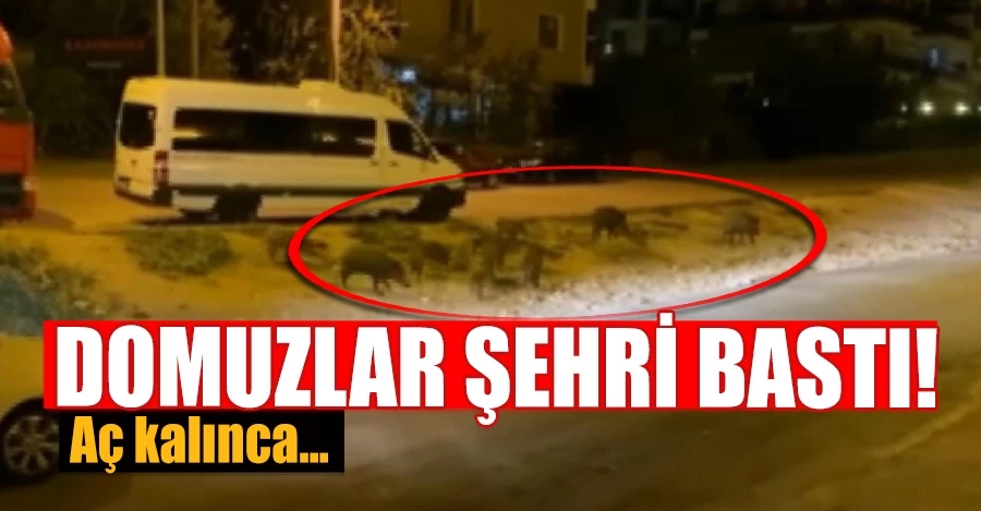 Bursa’da aç kalan domuzlar şehre indi   