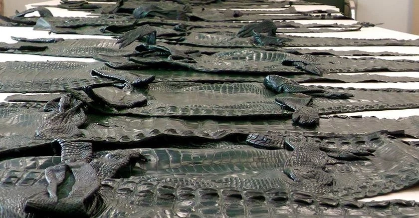Polonya’da ticareti yasak 42 adet timsah derisi ele geçirildi 