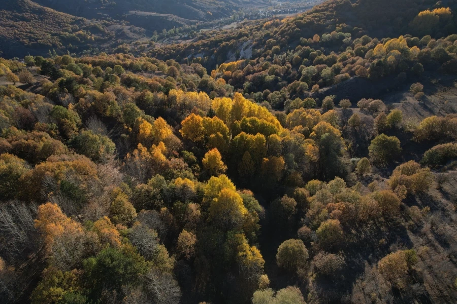 Sonbaharda Karagöl Jeositi’nde sarı ile yeşilin her tonu hayran bıraktı   