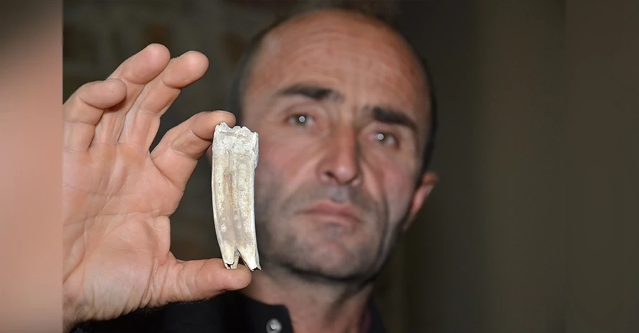 Kuzu otlatırken 16 milyon yıllık at dişi buldu 