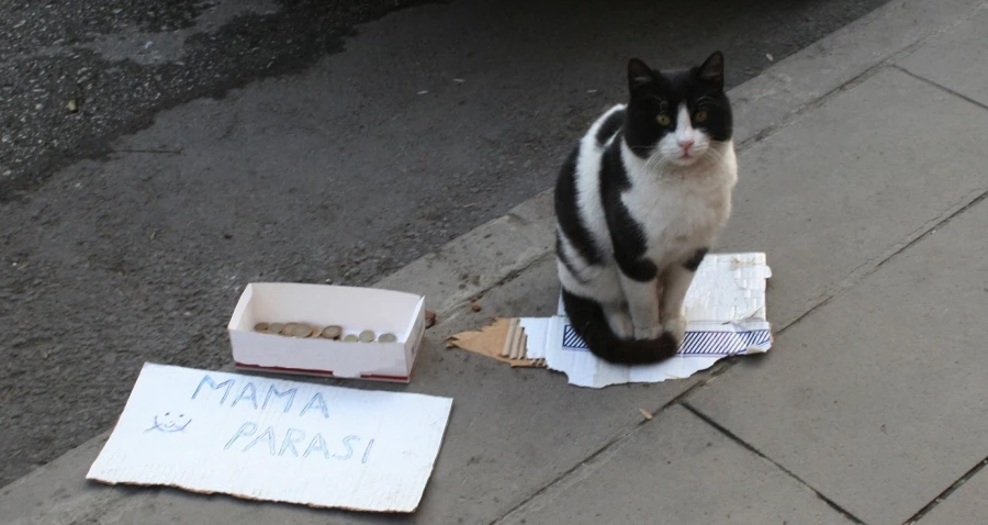 Bu kedi mama parası biriktirmek için kaldırımda bekliyor   