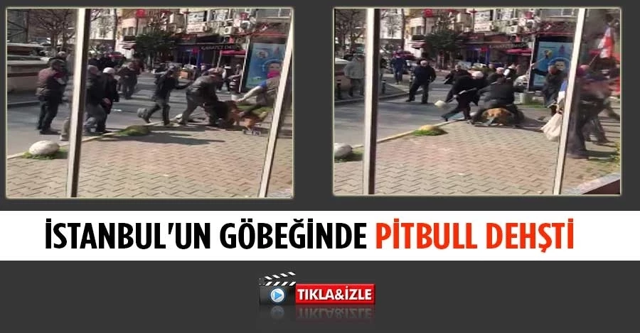 İstanbul’un göbeğinde pitbull dehşeti
