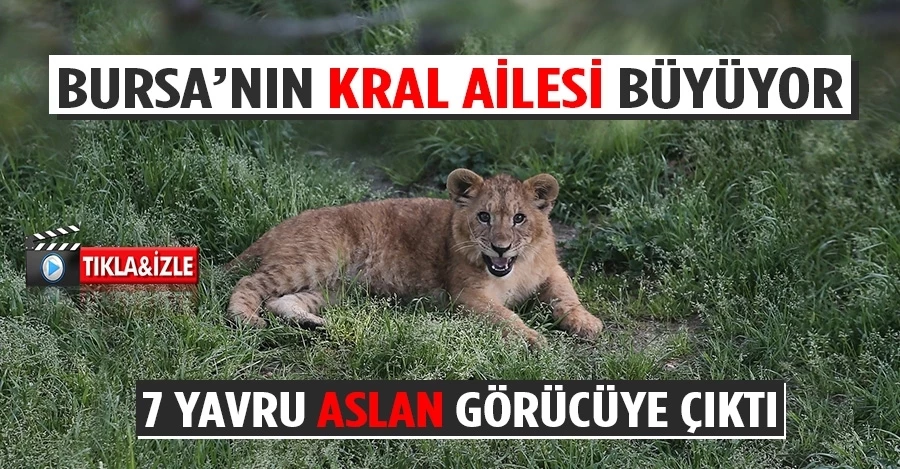 Bursa’nın kral ailesi büyüyor...7 yavru aslan görücüye çıktı