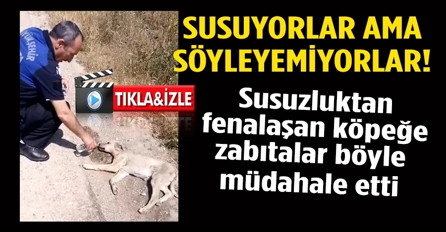 Bursa’da bitkin düşen yavru köpeğin yardımına zabıtalar yetişti