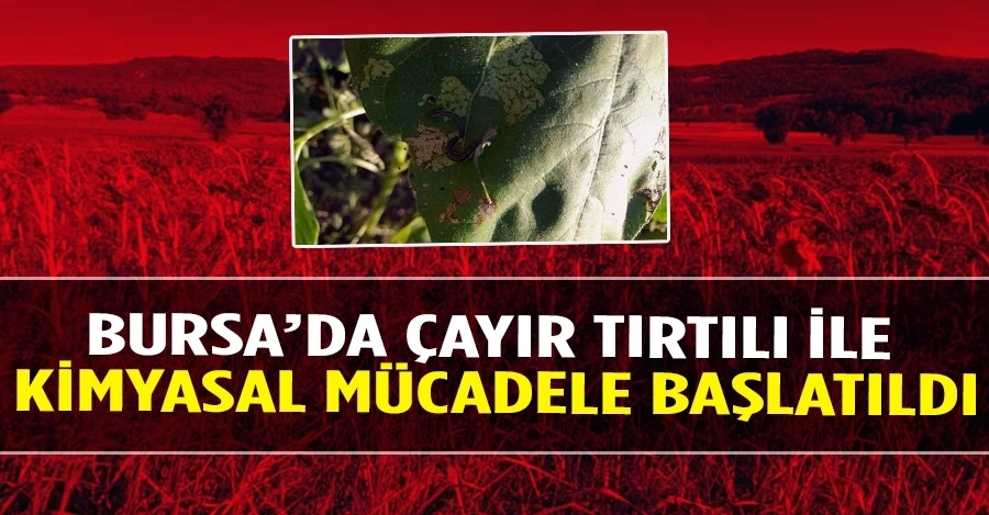 Bursa’da çayır tırtılı ile kimyasal mücadele başlatıldı