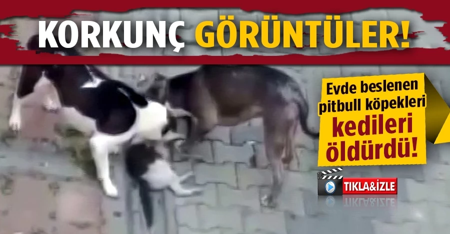Evde beslenen pitbull köpekleri kedileri öldürdü 