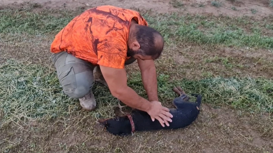 Avcı can dostunu köpeğini kalp masajı yaparak hayata döndürdü   