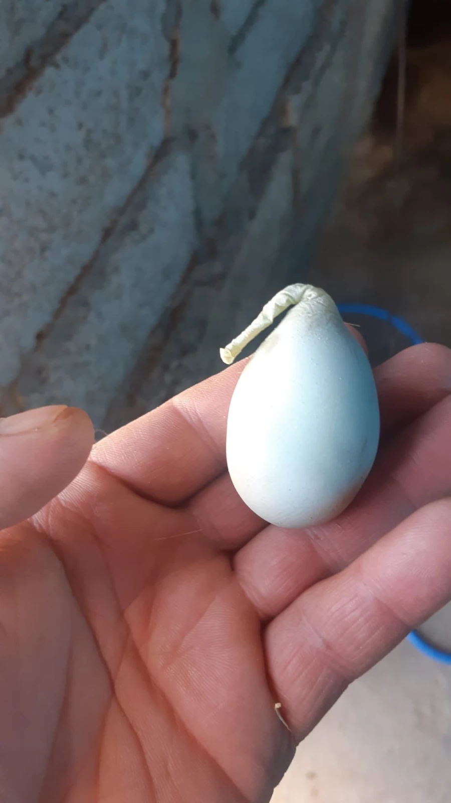Armuda benzeyen mavi yumurta görenleri şaşırttı 