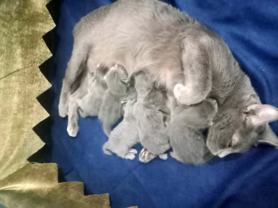 Hatay’da deprem gecesi doğum yapan kedi 5 yavrusunu bırakmadı