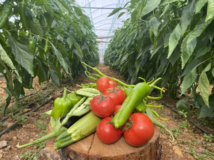  Örtü altı tarımda başı çeken ilçede domates üretimi ilk sırada yer aldı