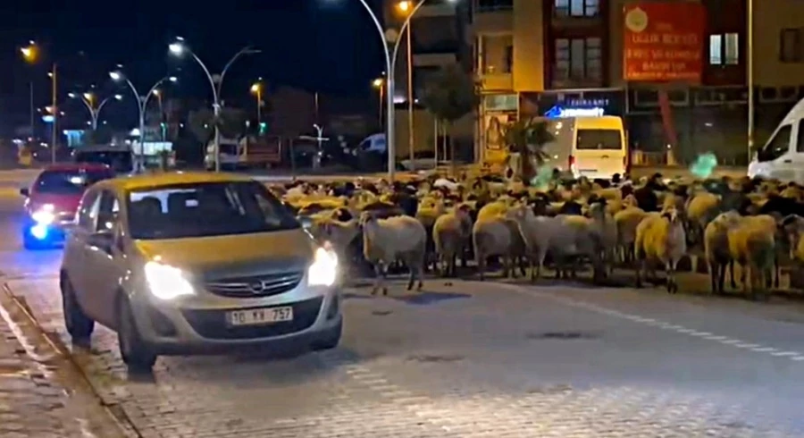 Edremit’te koyun sürüsü bulvarı kapattı