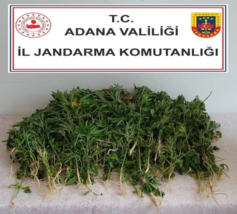 Adana’da 106 kök kenevir bitkisi ele geçirildi   