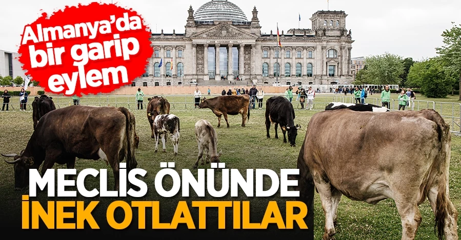  Almanya’da meclis önünde inek otlatma eylemi 