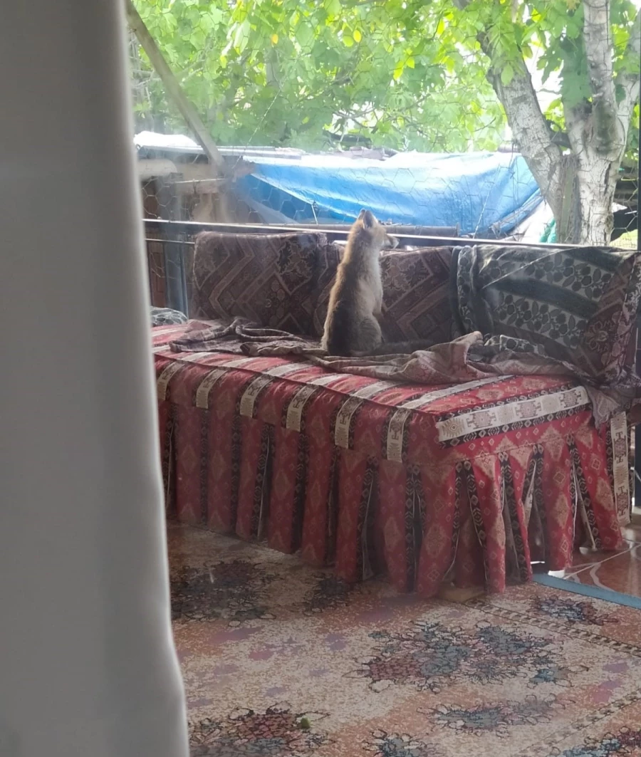  Burdur’da şehre inen yavru tilki bir evin balkonunda sabahladı 