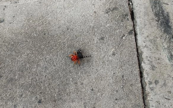  Zehirli uğur böceği örümceği bu kez kent merkezinde görüldü   