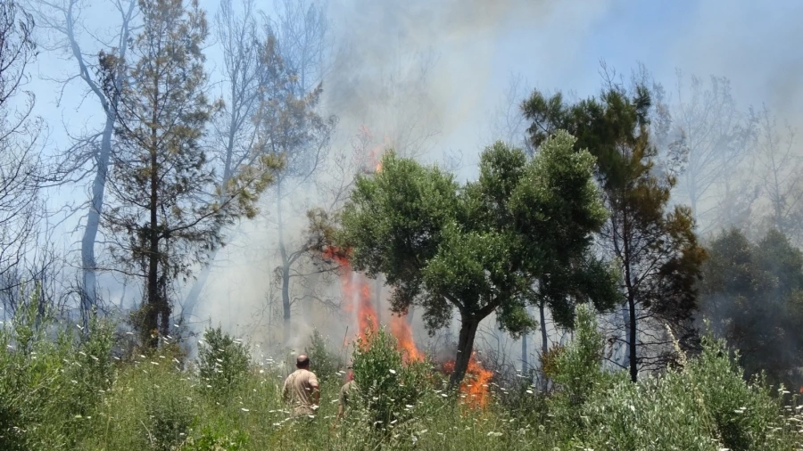  Anızdan başlayan yangın ormana sıçradı, 2 dönüm kızılçam ormanı yandı 