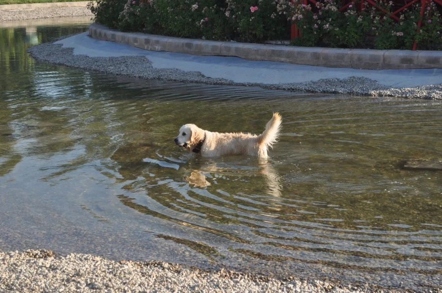 Sıcaktan bunalan sevimli köpek çözümü süs havuzunda buldu   
