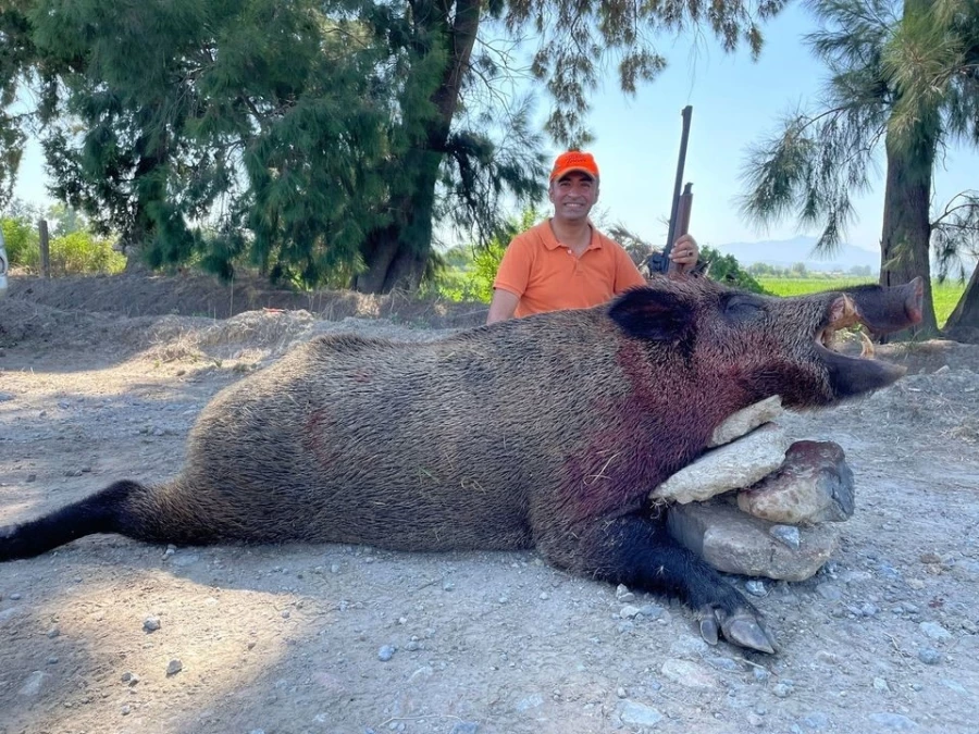250 kiloluk dev domuz, avcılar tarafından vuruldu   