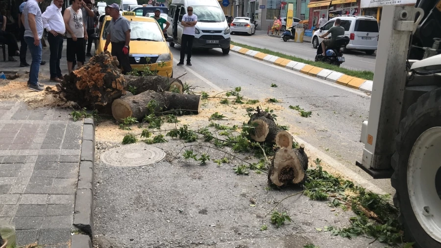 Edirne’de taksinin üstüne devrilen ağaç 2 saat boyunca trafiği kapattı 