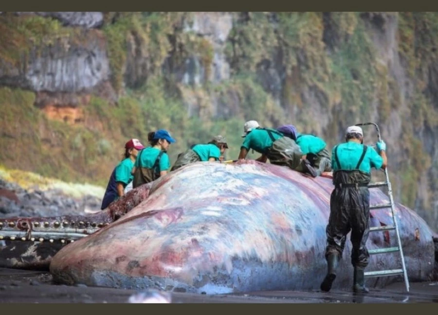 İspanya’da ölü balinanın bağırsağından 500 bin euroluk akamber çıktı 