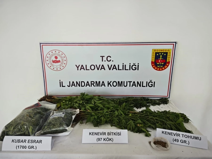 Yalova’da kenevir yetiştirilen villaya operasyon: 1 tutuklama 
