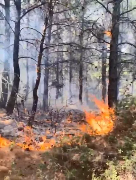Tekirdağ’da orman yangını kontrol altına alındı   