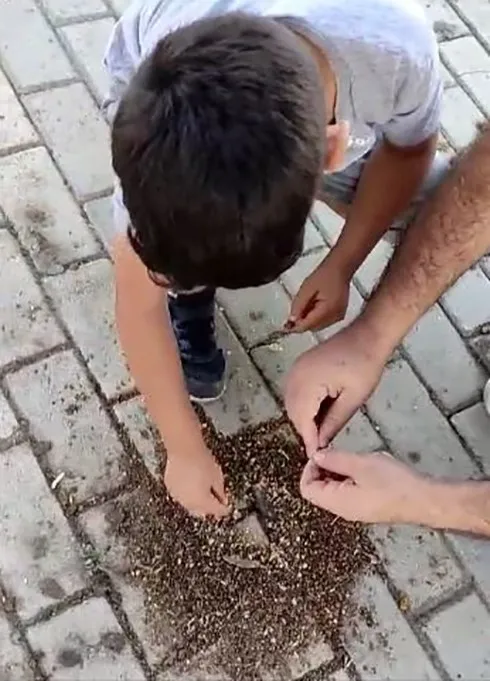 Elazığ’da baba ve oğlu karıncaları elleri ile besledi 