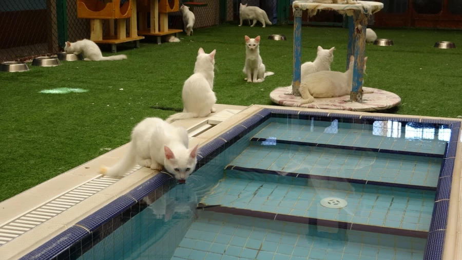 Van kedilerinin havuzlu villada ikinci parti doğumu gerçekleşti   