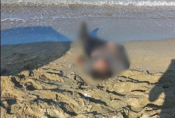  Kuşadası’nda deniz kıyısına vurmuş erkek cesedi bulundu 