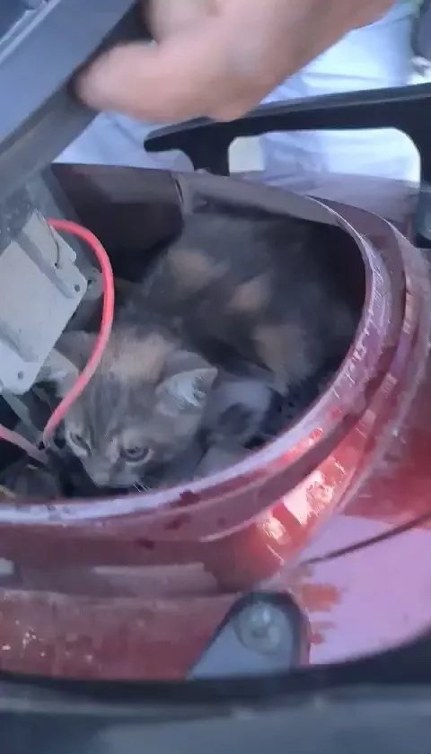  Arnavutköy’de motosikletin koltuk kısmını açtılar, altından yavru kedi çıktı   