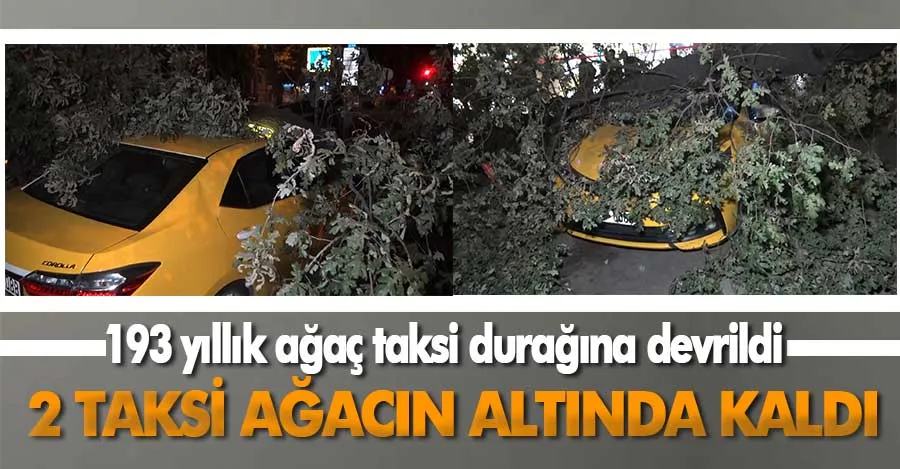  193 yıllık ağaç taksi durağına devrildi, 2 taksi ağacın altında kaldı   