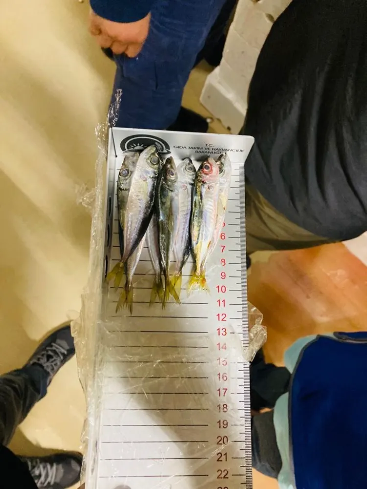  İstanbul’da boy yasağına aykırı avlanan 3 ton istavrit balığına el konuldu  