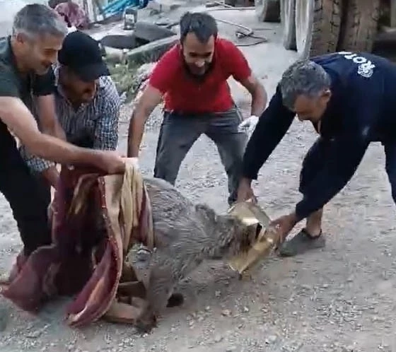 Kafası tenekeye sıkışan yavru ayı kurtarıldı 