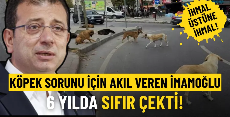 Köpek sorunu için akıl veren İmamoğlu 6 yılda sıfır çekti! 