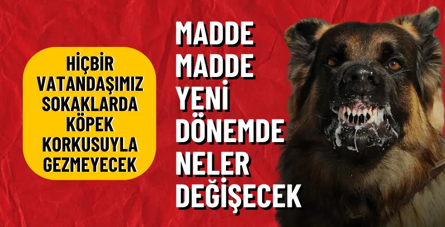 Başıboş sokak köpeği düzenlemesi TBMM